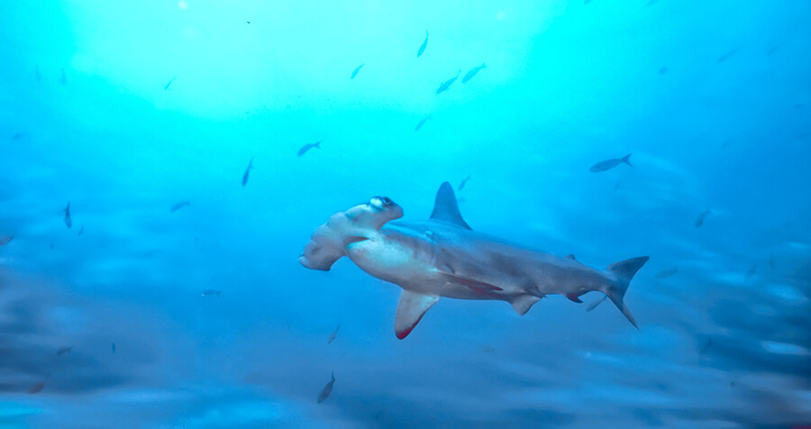 pesca-de-tiburones-en-galapagos