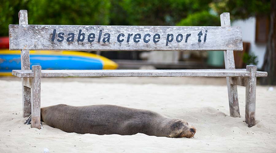 Isabela Galapagos 