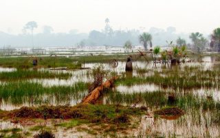 destrucción de la Amazonia
