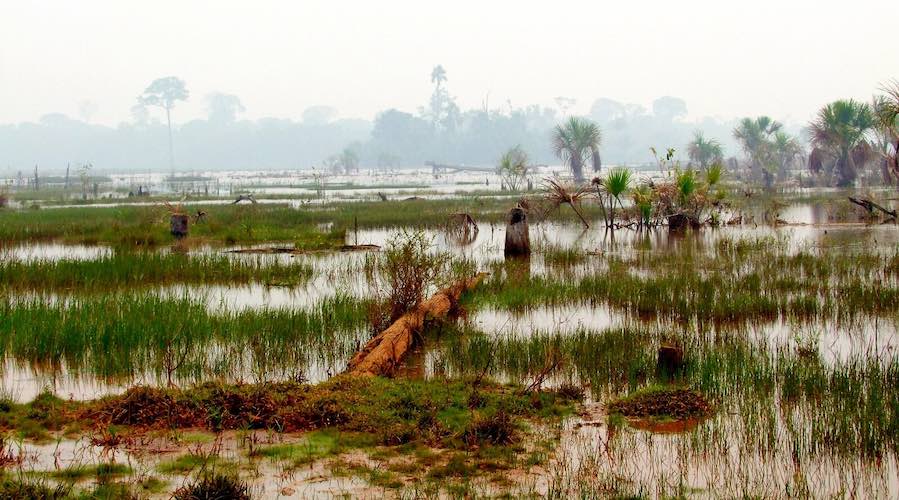 destrucción de la Amazonia