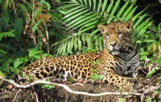 jaguares en Ecuador