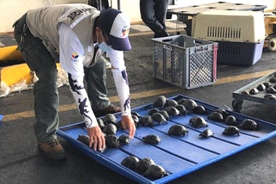 procesado por tráfico de tortugas en Galápagos