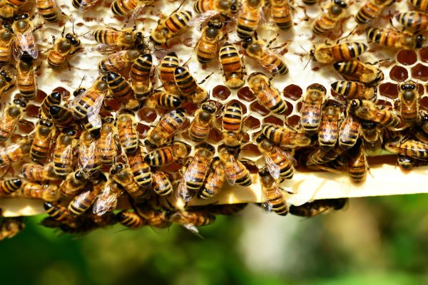 dia-mundial-abejas