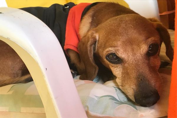 proteger a las mascotas