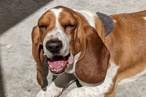 proteger a las mascotas