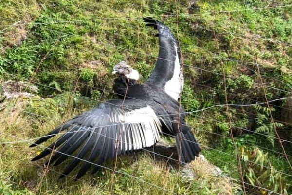 animales silvestres