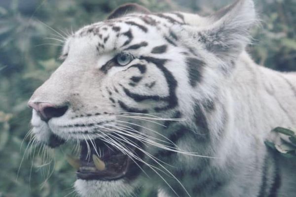 animales silvestres