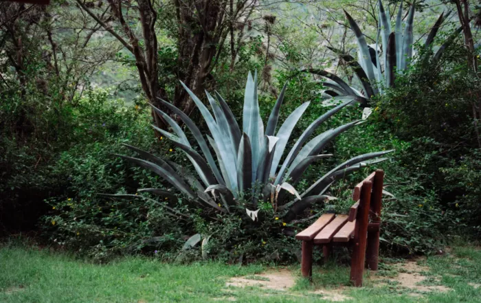 Agave con banca