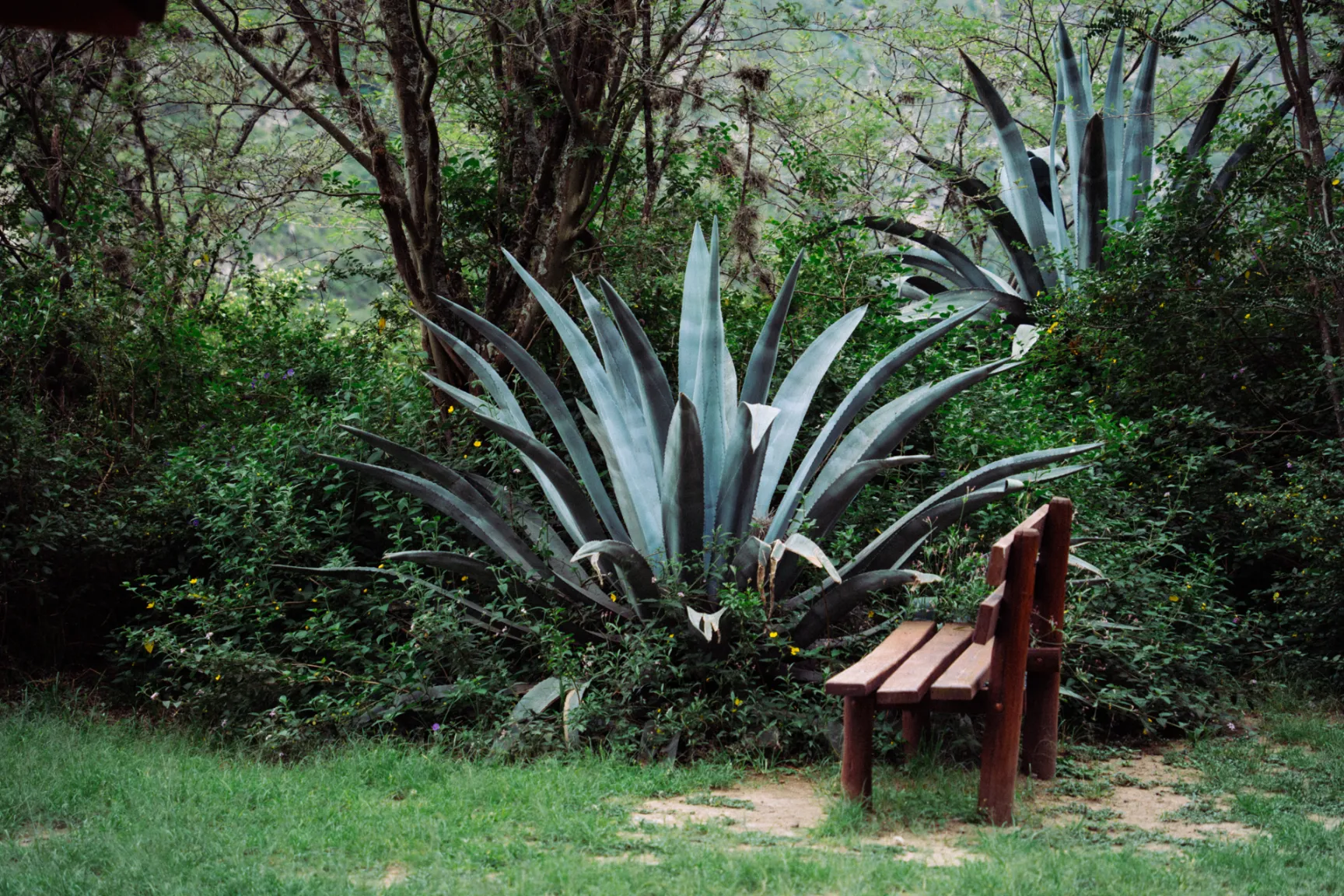 Agave con banca