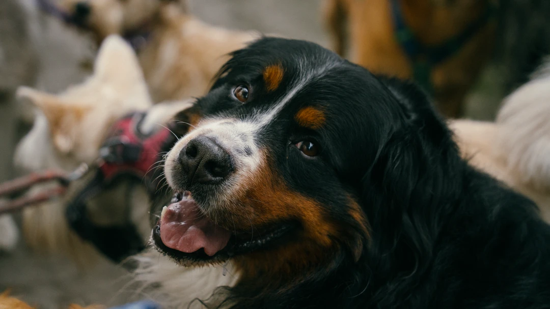 PASEADORES DE PERROS (10 de 12) Un perro que tiene instagram