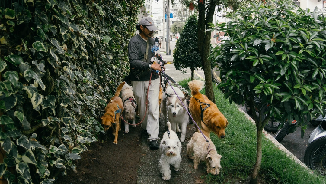 Uno de los paseadores de perros en Quito Uno de los paseadores de perros en Quito