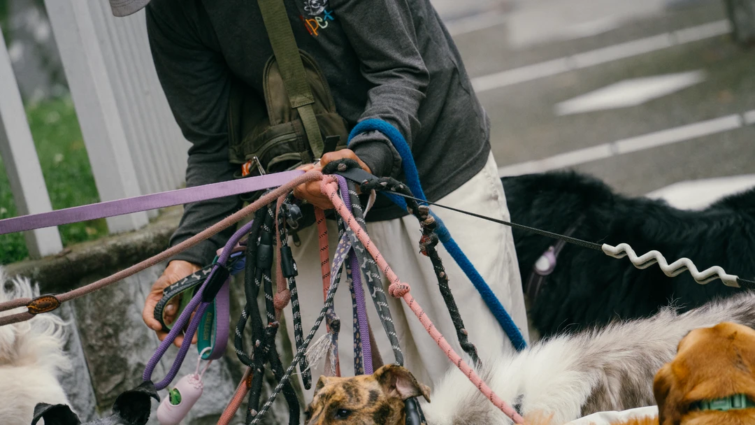 PASEADORES DE PERROS (12 de 12) Las correas que sostienen