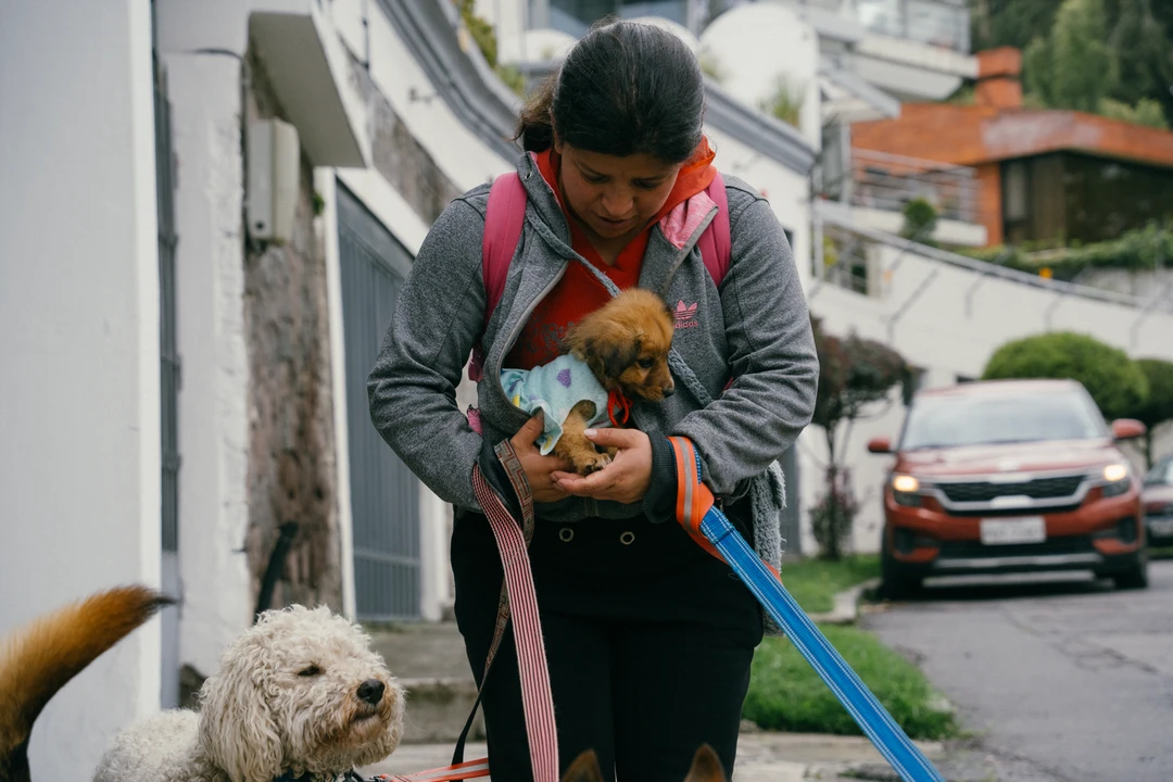 PASEADORES DE PERROS (2 de 12) Un perrito cansado