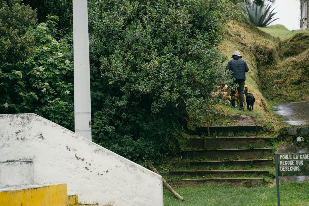 PASEADORES DE PERROS (3 de 12) En un parque, un paseador de perros de Quito