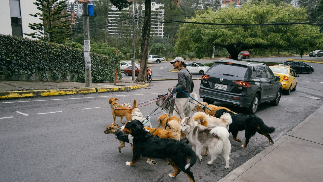 PASEADORES DE PERROS (8 de 12) Cruzando la calle con una pequeña manada