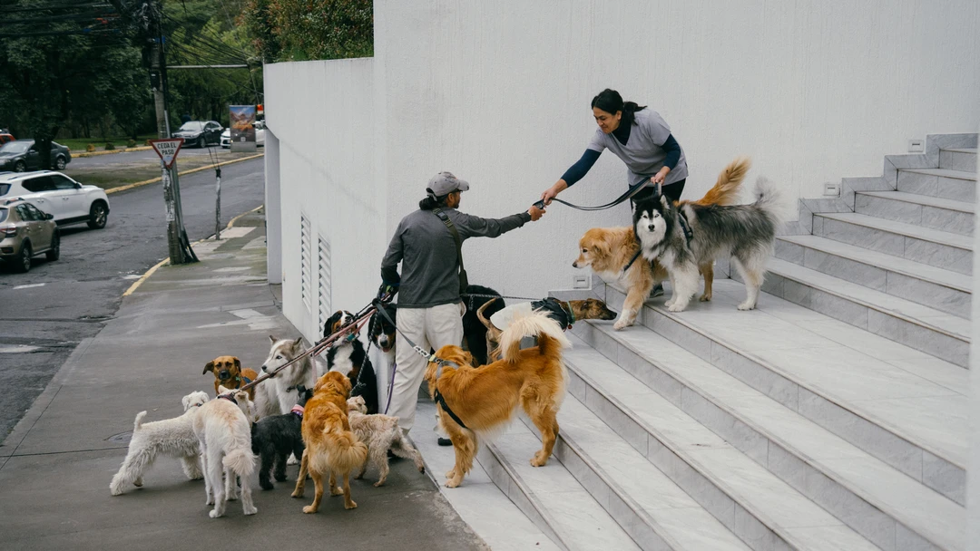 PASEADORES DE PERROS (9 de 12) Yendo a recorrer los perros para el paseo