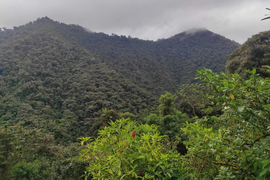 bosques Chocó Andino